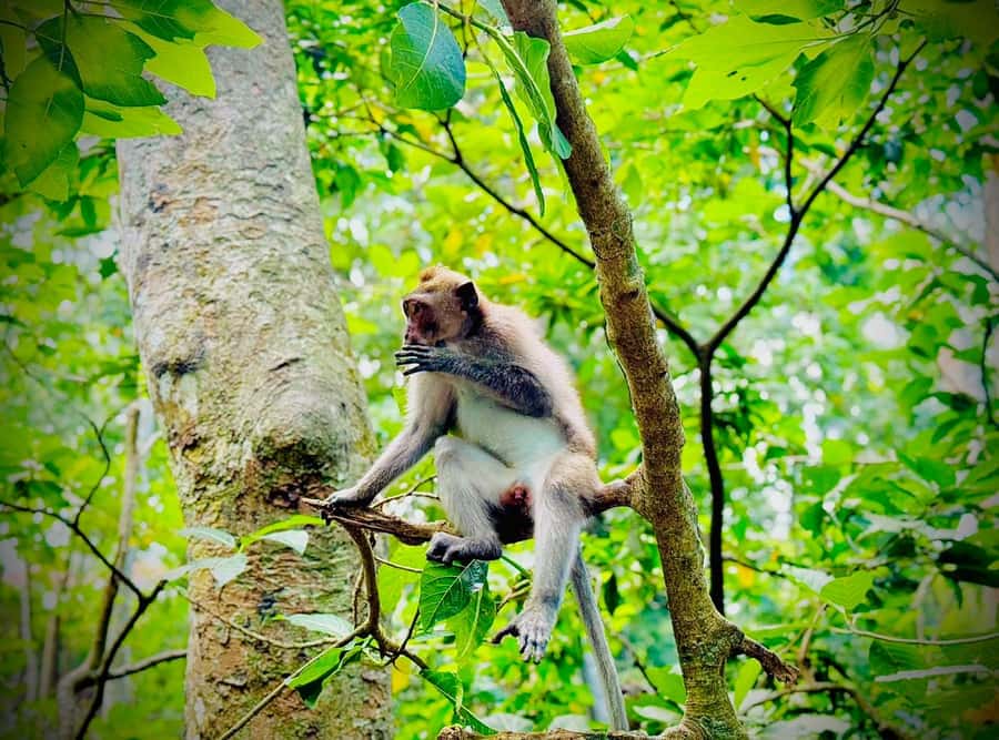 Ubud: Sacred Monkey Forest Sanctuary Ticket and Guided Tour - First steps inside: koi pond, gate, and the cave entrance