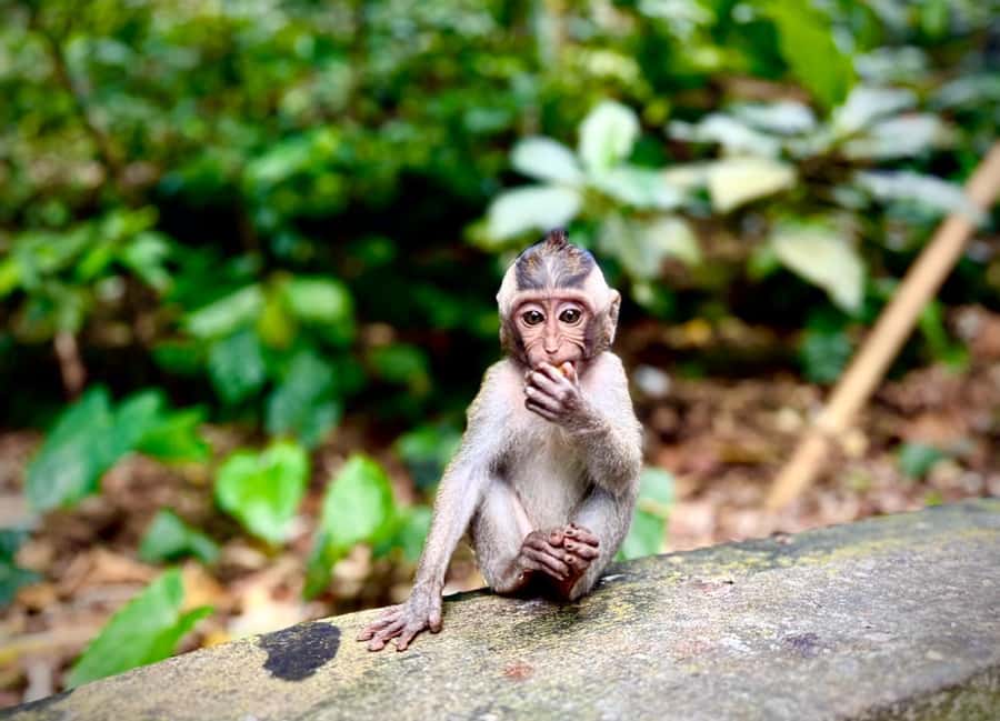 Ubud: Sacred Monkey Forest Sanctuary Ticket and Guided Tour - Pura Beji and Pura Dalem Agung: the route that keeps it interesting