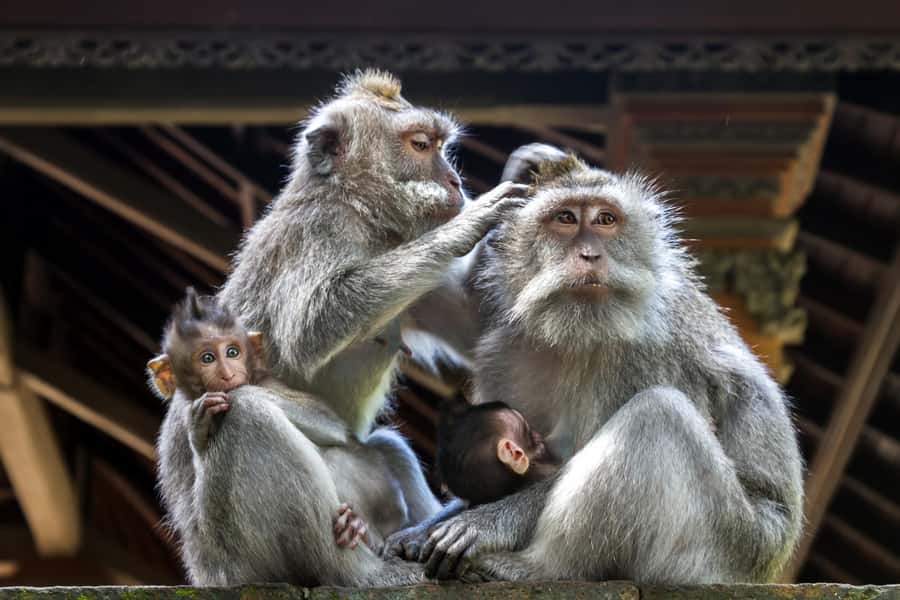 Ubud: Sacred Monkey Forest Sanctuary Ticket and Guided Tour - Selfies with a monkey: how to get the shot without the drama