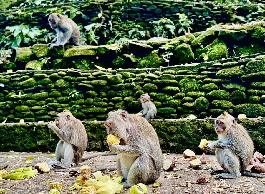 Ubud: Sacred Monkey Forest Sanctuary Ticket and Guided Tour - Add-ons that can turn 1 hour into a full Ubud day