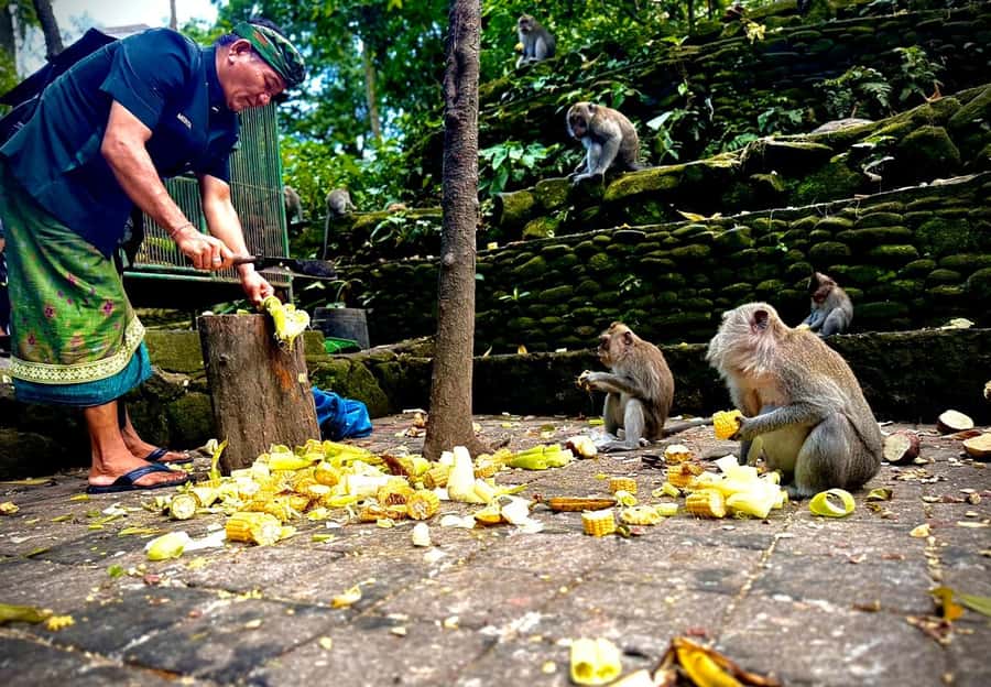 Ubud: Sacred Monkey Forest Sanctuary Ticket and Guided Tour - Price and logistics: where the $16 makes sense (and where it doesn’t)