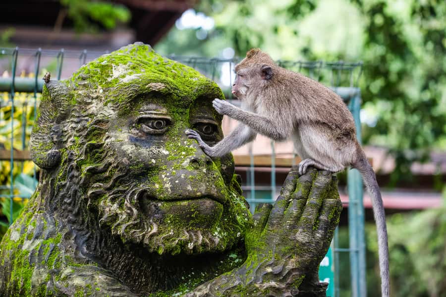 Ubud: Waterfall, Rice Terraces & Monkey Forest Tour - Key points worth knowing before you go