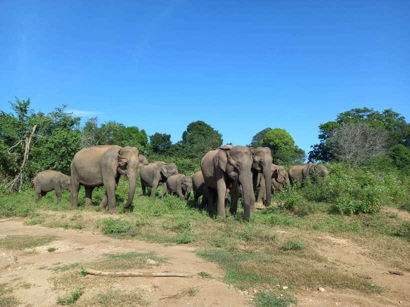 Udawalawe National Park: Elephant Safari with Expert Guide - Why Udawalawe is such an easy elephant safari win