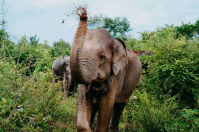 Udawalawe National Park: Elephant Safari with Expert Guide - The 4 to 10 hour safari rhythm: half-day energy, no rush vibes
