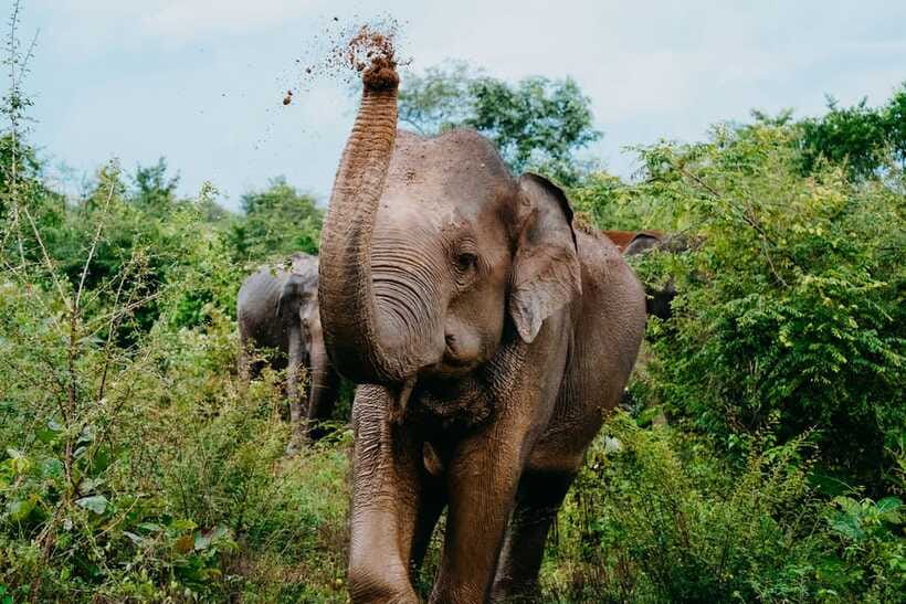 Udawalawe National Park: Elephant Safari with Expert Guide - Timing strategy: morning often feels calmer, and afternoon can surprise you