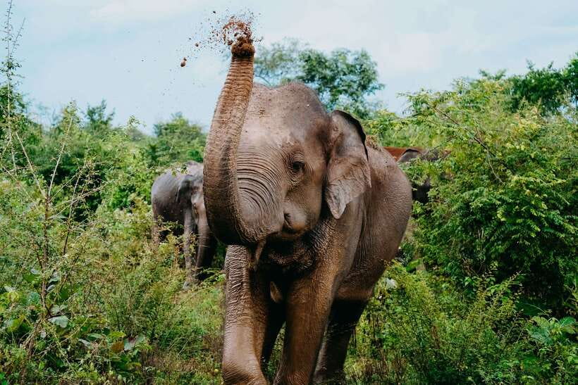 Udawalawe National Park: Elephant Safari with Expert Guide - The 4 to 10 hour safari rhythm: half-day energy, no rush vibes