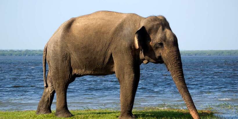 Yala National Park: Morning or Afternoon Golden Hour Safari - Key highlights worth getting excited about