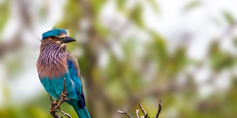 Yala National Park: Morning or Afternoon Golden Hour Safari - Who should book this safari (and who should skip it)
