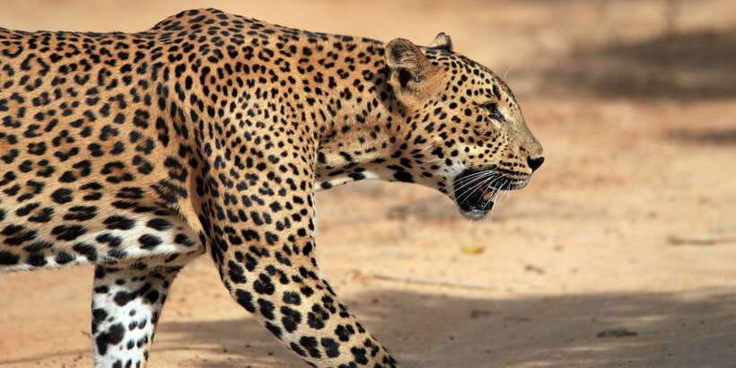 Yala National Park: Morning or Afternoon Golden Hour Safari - Yala’s golden-hour timing: why 5am and sunset actually matter