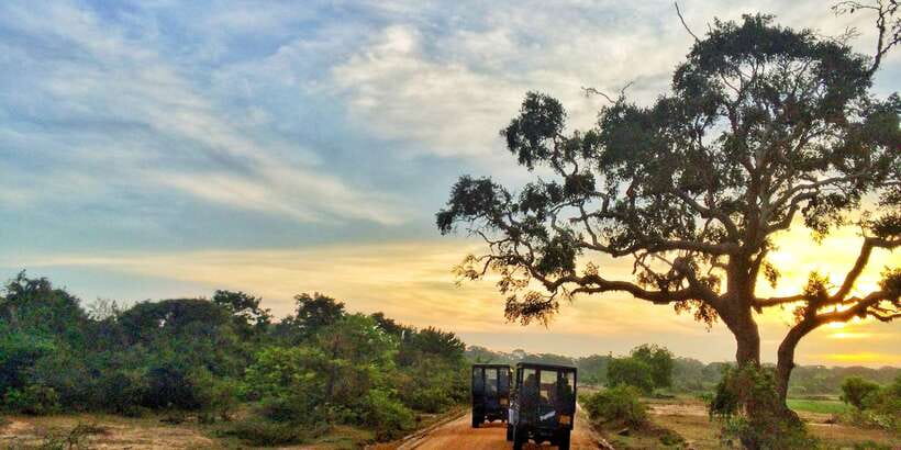 Yala National Park: Morning or Afternoon Golden Hour Safari - Entering Yala: where the animals actually show up