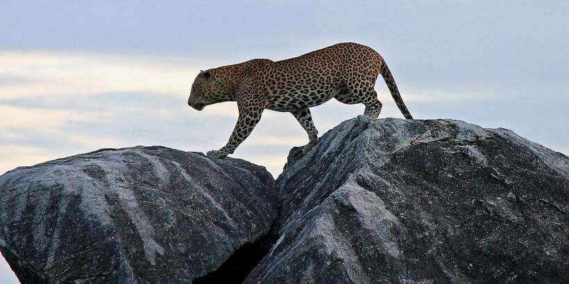 Yala National Park: Morning or Afternoon Golden Hour Safari - Big animals you can realistically hope to see