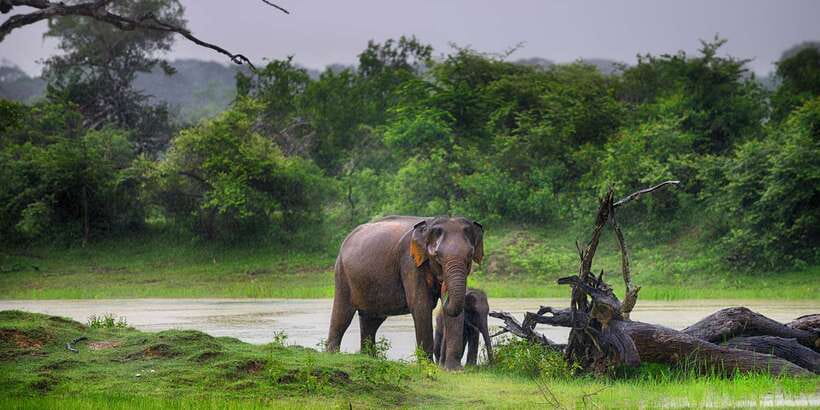 Yala National Park: Morning or Afternoon Golden Hour Safari - Who makes the difference: guides and driving style inside Yala