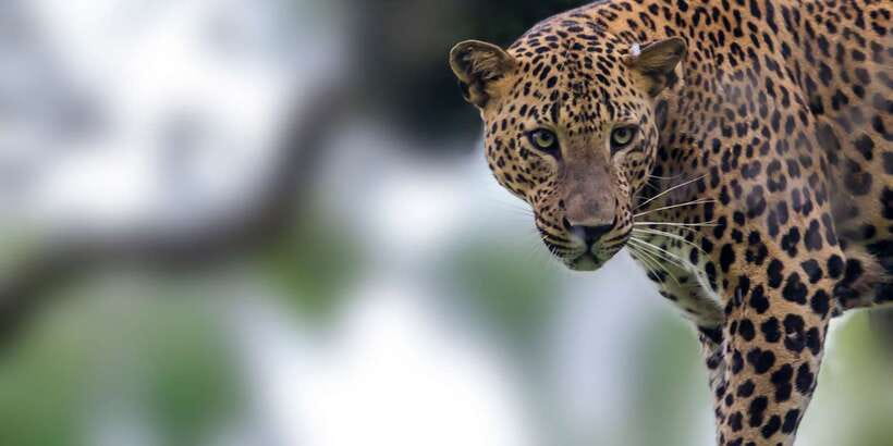 Yala National Park: Morning or Afternoon Golden Hour Safari - Price and entrance fees: what $10 really becomes