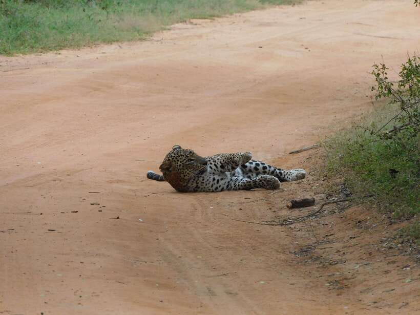 Yala National Park Safari Tours: Morning/Evening/Full Day - Price and Value: What $25 Buys You (and What It Doesn’t)