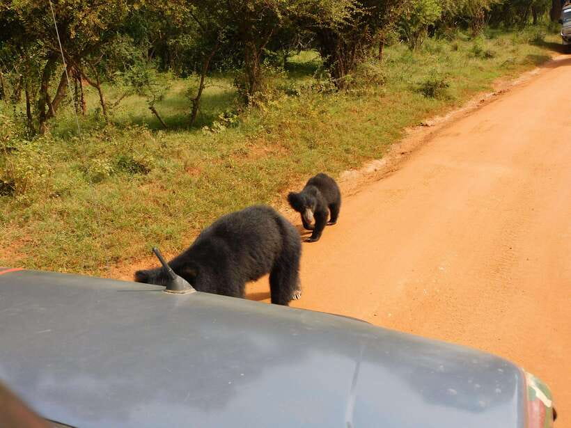 Yala National Park Safari Tours: Morning/Evening/Full Day - Why Yala National Park Works So Well for a Safari Trip
