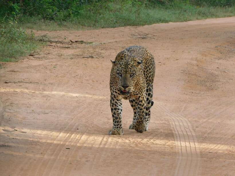 Yala National Park Safari Tours: Morning/Evening/Full Day - Pickup and Drop-Off: Getting to the Park Without Extra Headaches