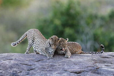 Yala National Park Safari Tours: Morning/Evening/Full Day - Choosing Between 7 Hours, 5 Hours, or the 12-Hour Full Day
