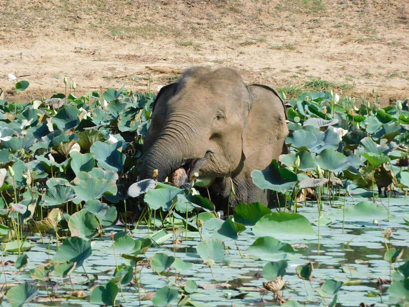 Yala National Park Safari Tours: Morning/Evening/Full Day - What the Morning Safari Feels Like (Breakfast Included)