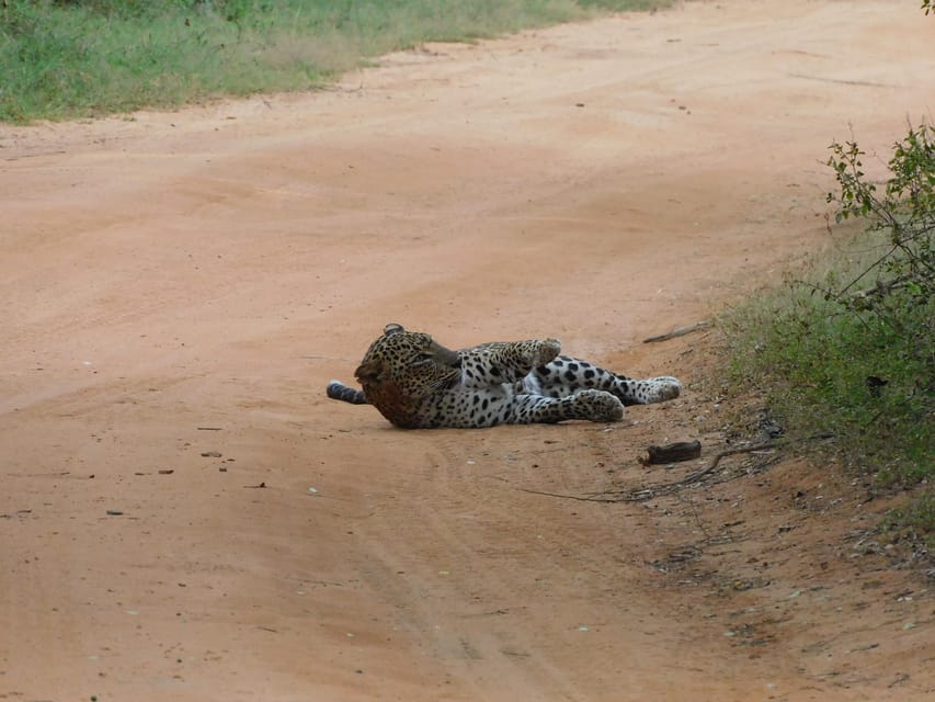 Yala National Park Safari Tours: Morning/Evening/Full Day - Full Day Yala Safari: The 12–2 Park Break and Lunch by the Beach