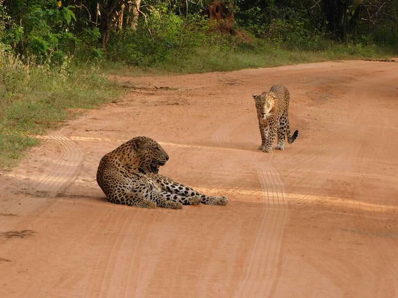 Yala National Park Safari Tours: Morning/Evening/Full Day - Evening Safari (5 Hours): Short, Focused, and Good for Flexible Schedules