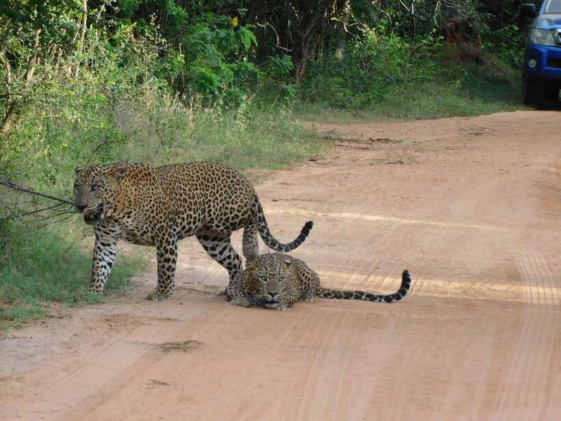 Yala National Park Safari Tours: Morning/Evening/Full Day - The Jeep, the Driving, and Why Your Guide’s Positioning Matters