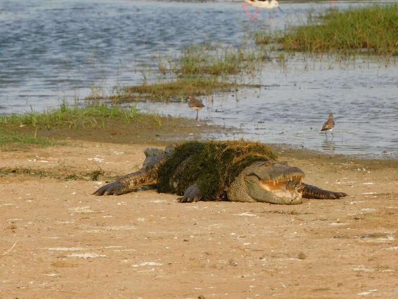 Yala National Park Safari Tours: Morning/Evening/Full Day - Food, Water, Cool Drinks, and the Little Comfort Details